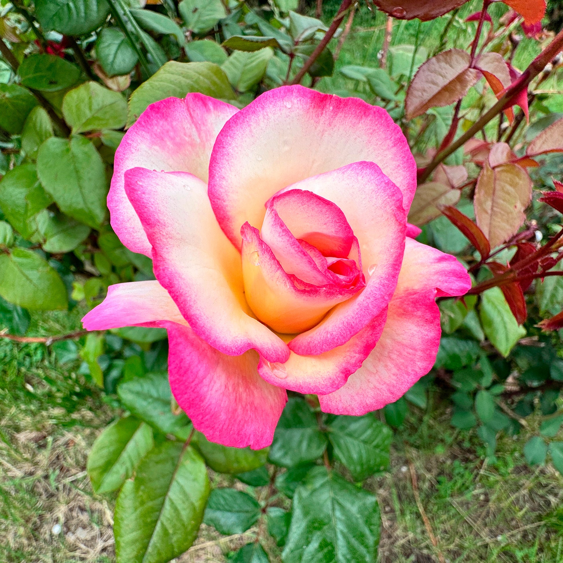Rosier Grimpant 'Haendel' - Bakker