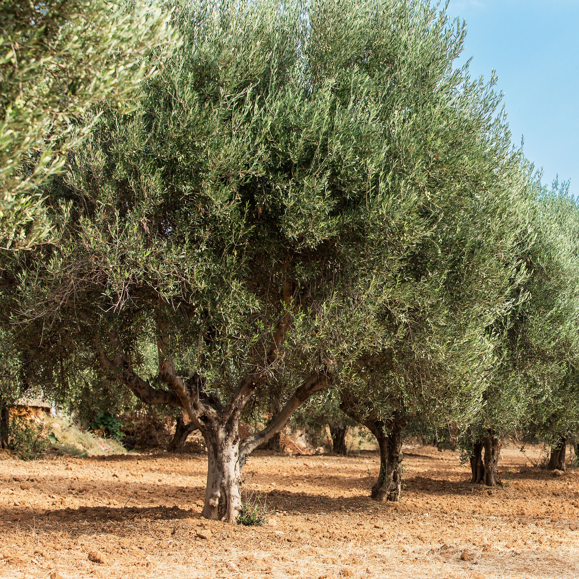 Olea europaea - Olivier - Oliviers