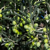 Vente Olivier - Olea europaea