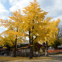 Arbre aux 40 écus - Ginkgo biloba - Arbustes fleuris - Bakker