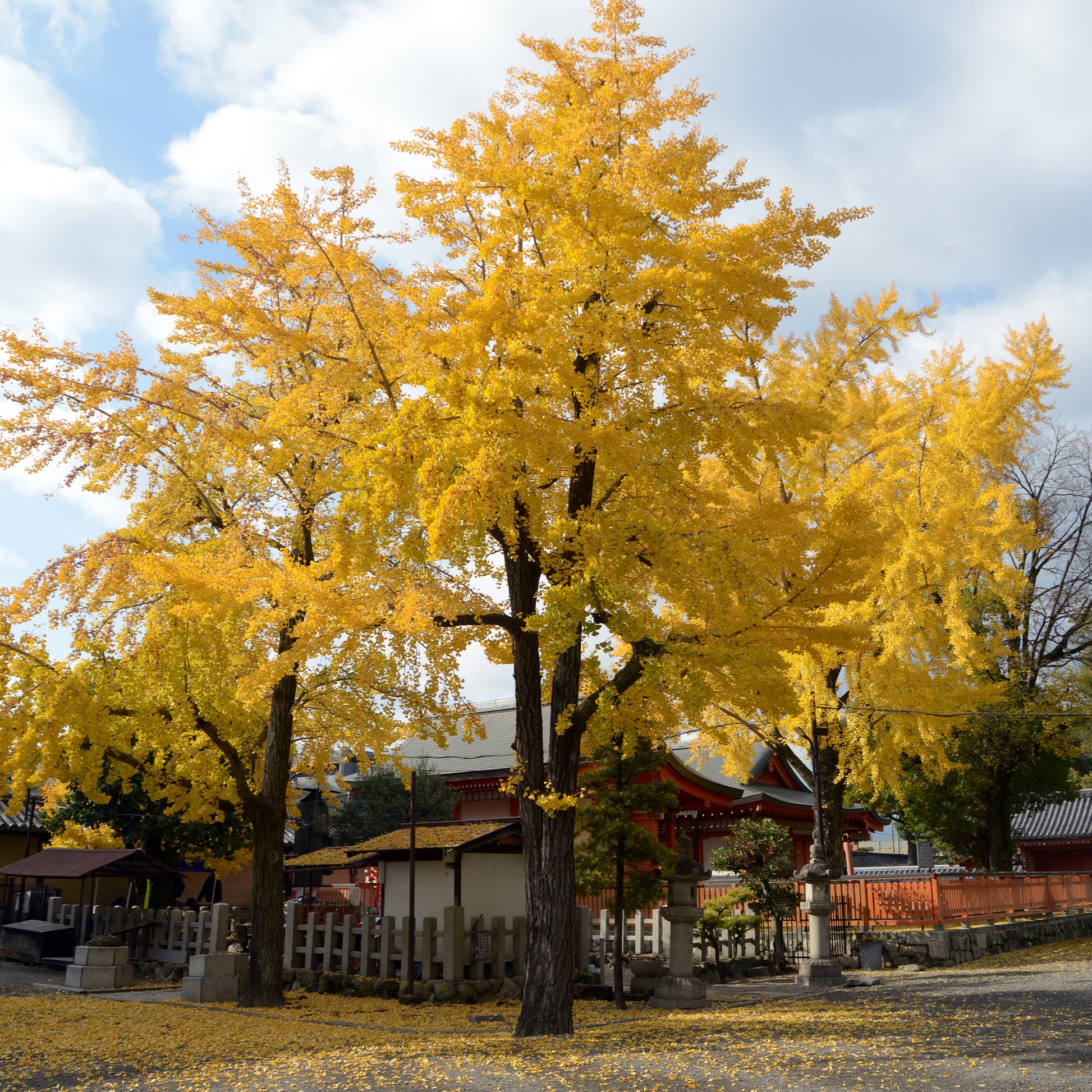 Arbre aux 40 écus - Ginkgo biloba - Arbustes fleuris - Bakker