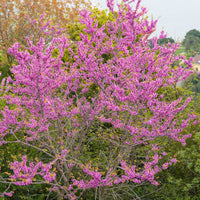 Vente Arbre de Judée - Cercis siliquastrum