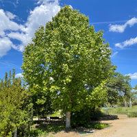Tulipier - Liriodendron tulipifera danny - Bakker