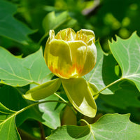 Arbres fleuris - Tulipier - Liriodendron tulipifera danny