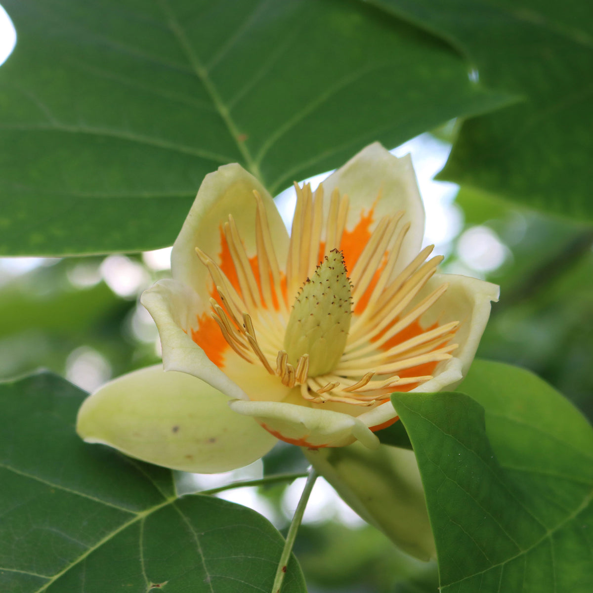 Liriodendron tulipifera danny - Tulipier - Arbres fleuris