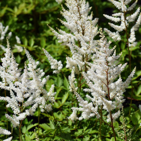 Plantes vivaces - Astilbe d'Arends 'Brautschleier' - Astilbe x arendsii Brautschleier