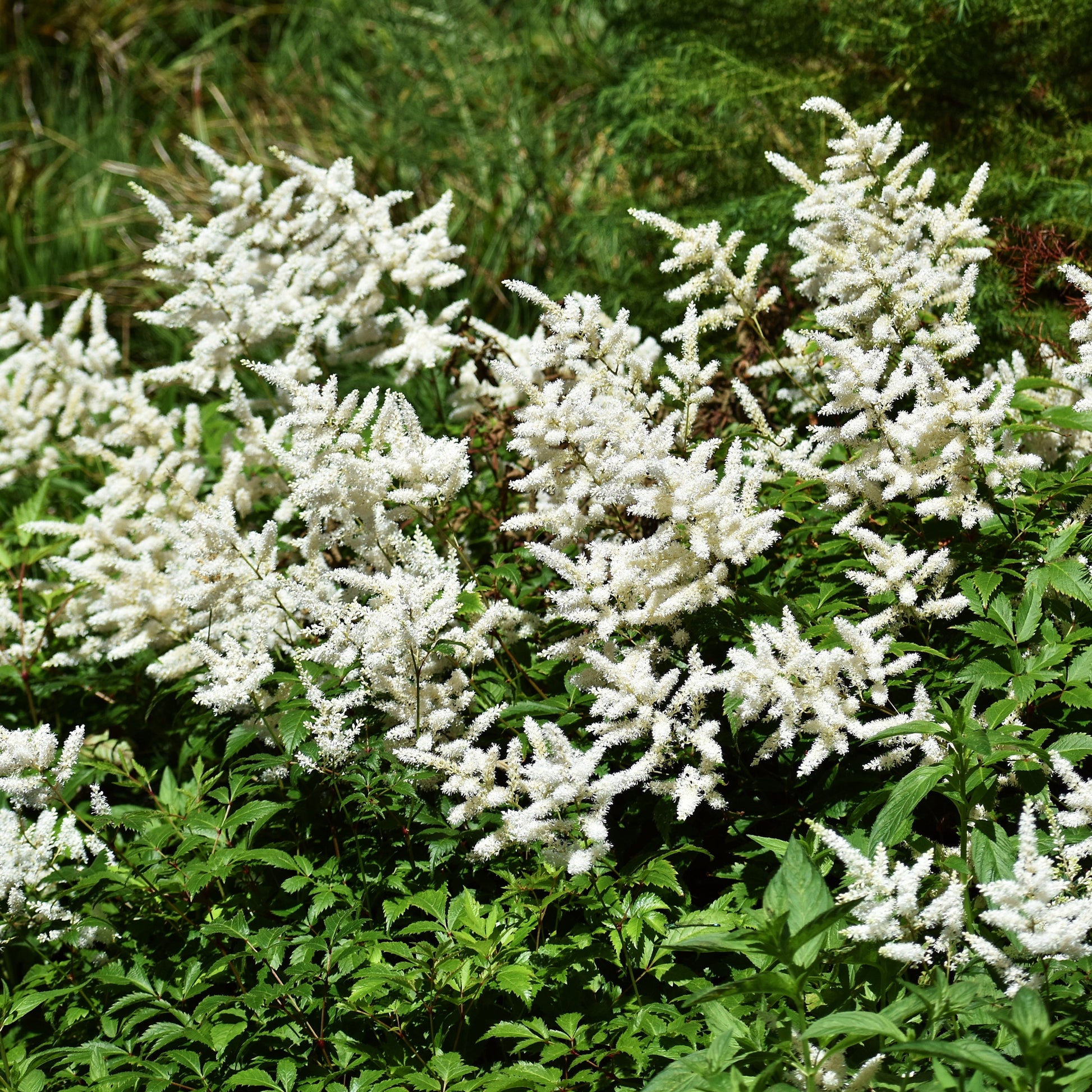 Vente Astilbe d'Arends 'Brautschleier'
