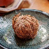 Plantes vertes d'intérieur - Rose de Jéricho - Selaginella lepidophylla