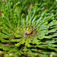 Selaginella lepidophylla - Rose de Jéricho - Plantes vertes d'intérieur