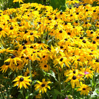 Rudbeckia Goldsturm - Bakker