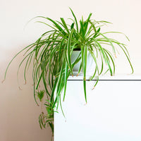 Plante-araignée Chlorophytum 'Vittatum' - Bakker