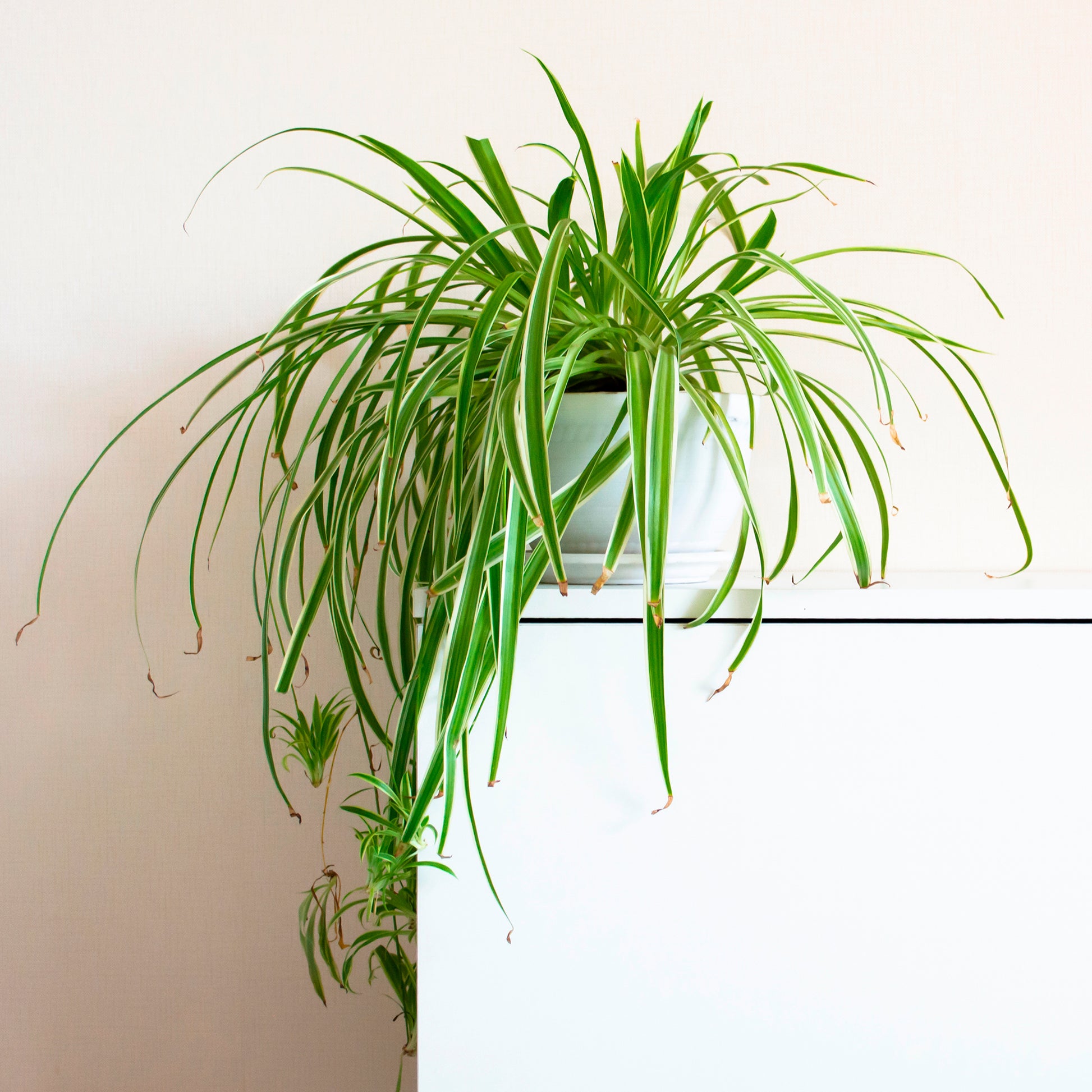 Plante-araignée Chlorophytum 'Vittatum' - Bakker