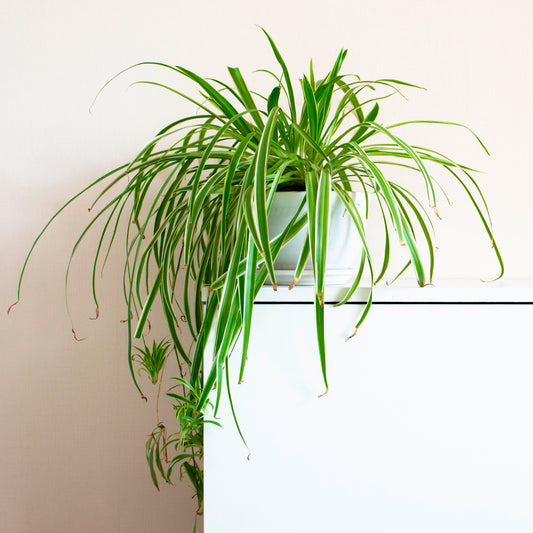 Plante-araignée Chlorophytum 'Vittatum' - Bakker