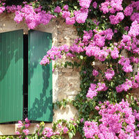 Bougainvillier - Bougainvillier rose - Bougainvillea pink