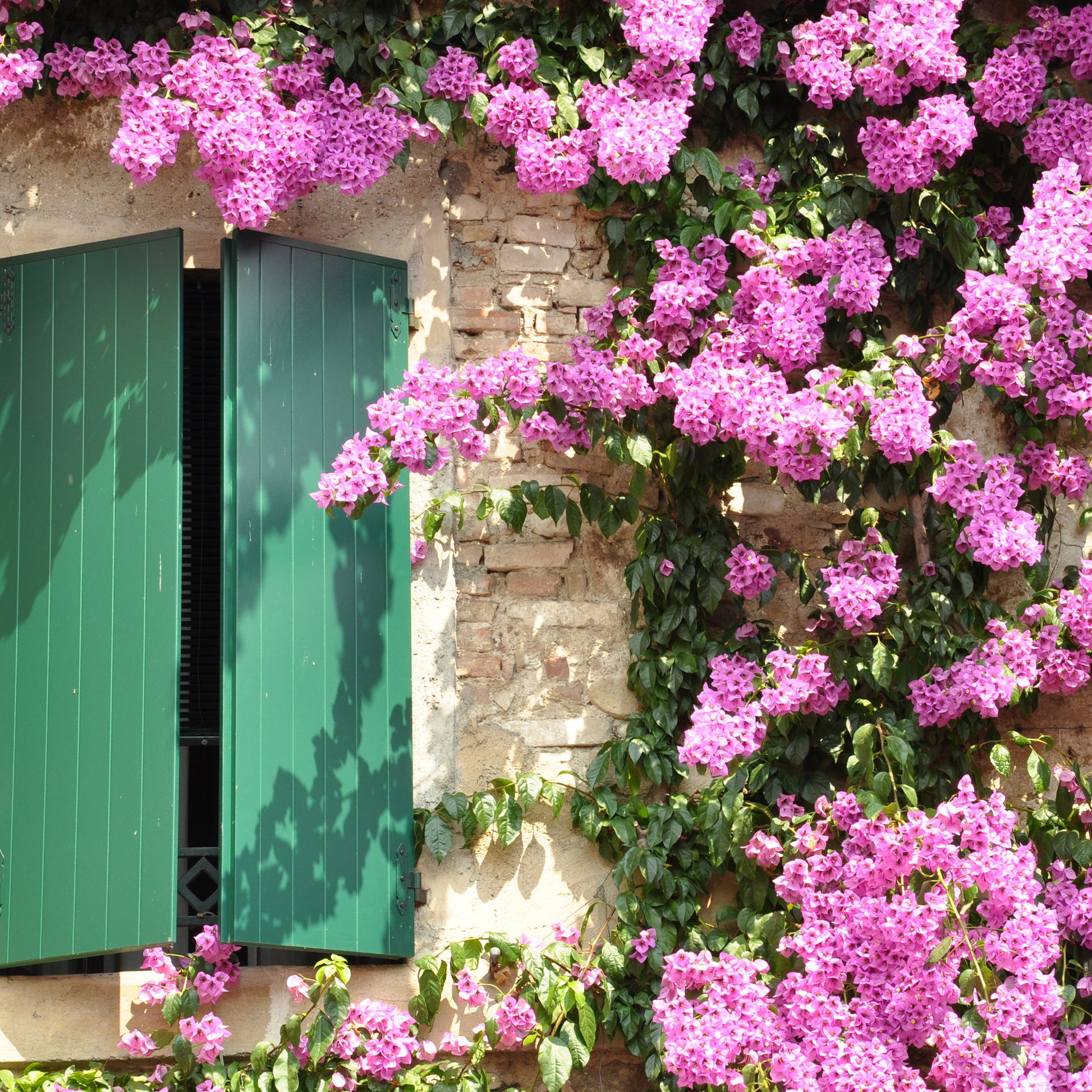 Bougainvillier - Bougainvillier rose - Bougainvillea pink