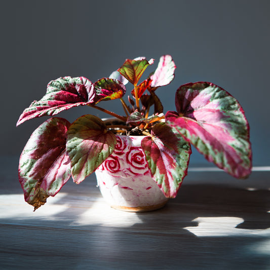Bégonia Begonia 'Maui Sunset' - Bakker
