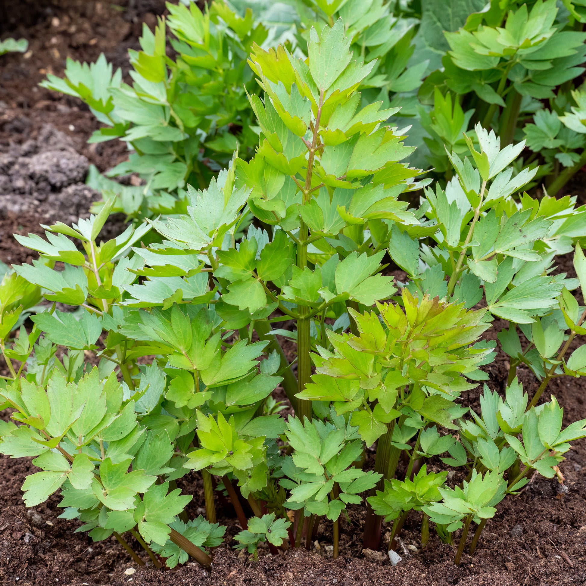 Livèche - céleri perpétuel - Levisticum officinalis - Bakker