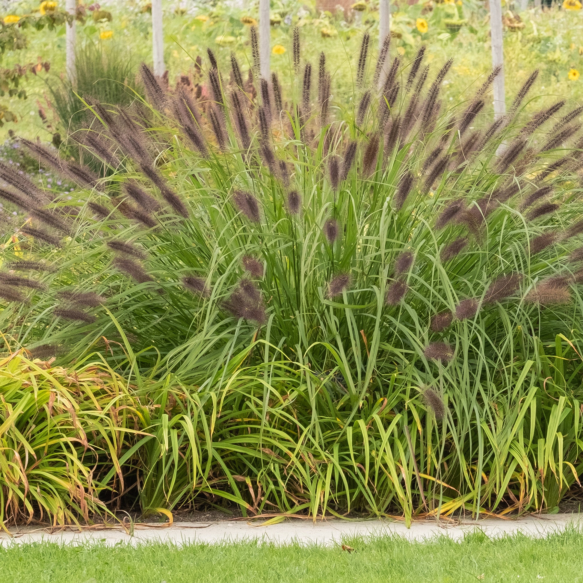 Herbe aux écouvillons 'Viridescens' - Bakker