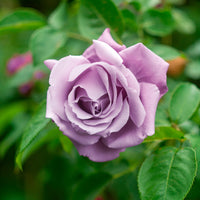 Rosier buisson Walztime - Bakker