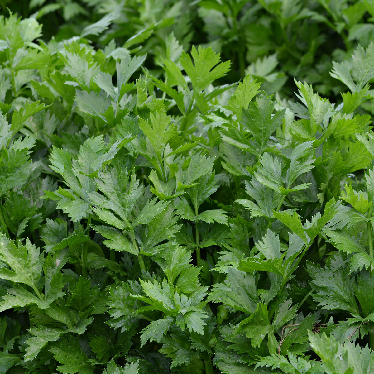 Céleri vivace à couper Bio - Apium graveolens gewone snij westlandse - Bakker