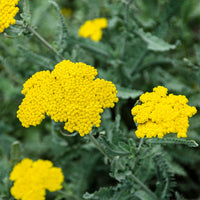 Achillée Moonshine - Achillea hybride moonshine - Bakker