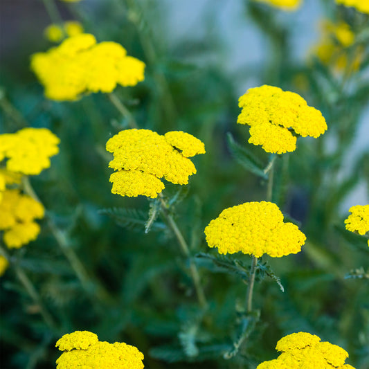 Achillée Moonshine - Bakker