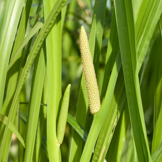Acore odorant - Bakker