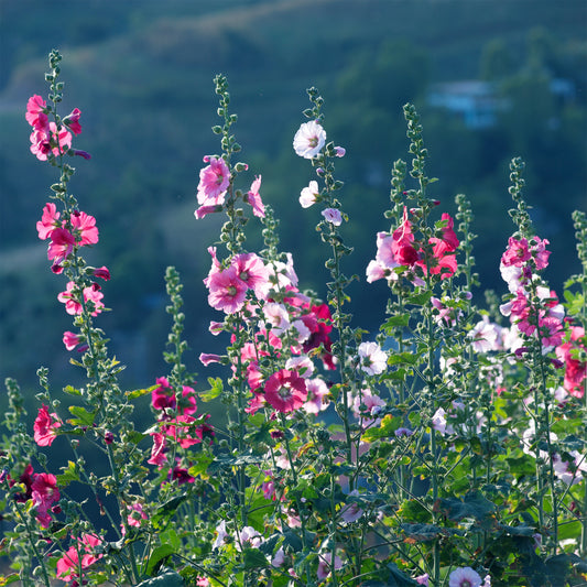 Rose trémière Simplex - Bakker