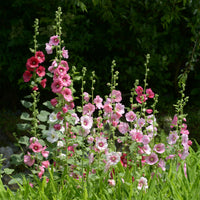 Rose trémière Simplex - Alcea rosea simplex - Bakker