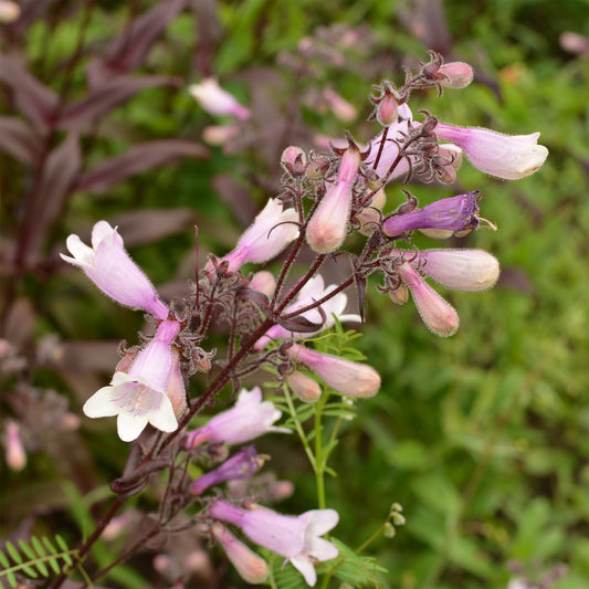 Galane Dark Towers - Penstemon - Bakker