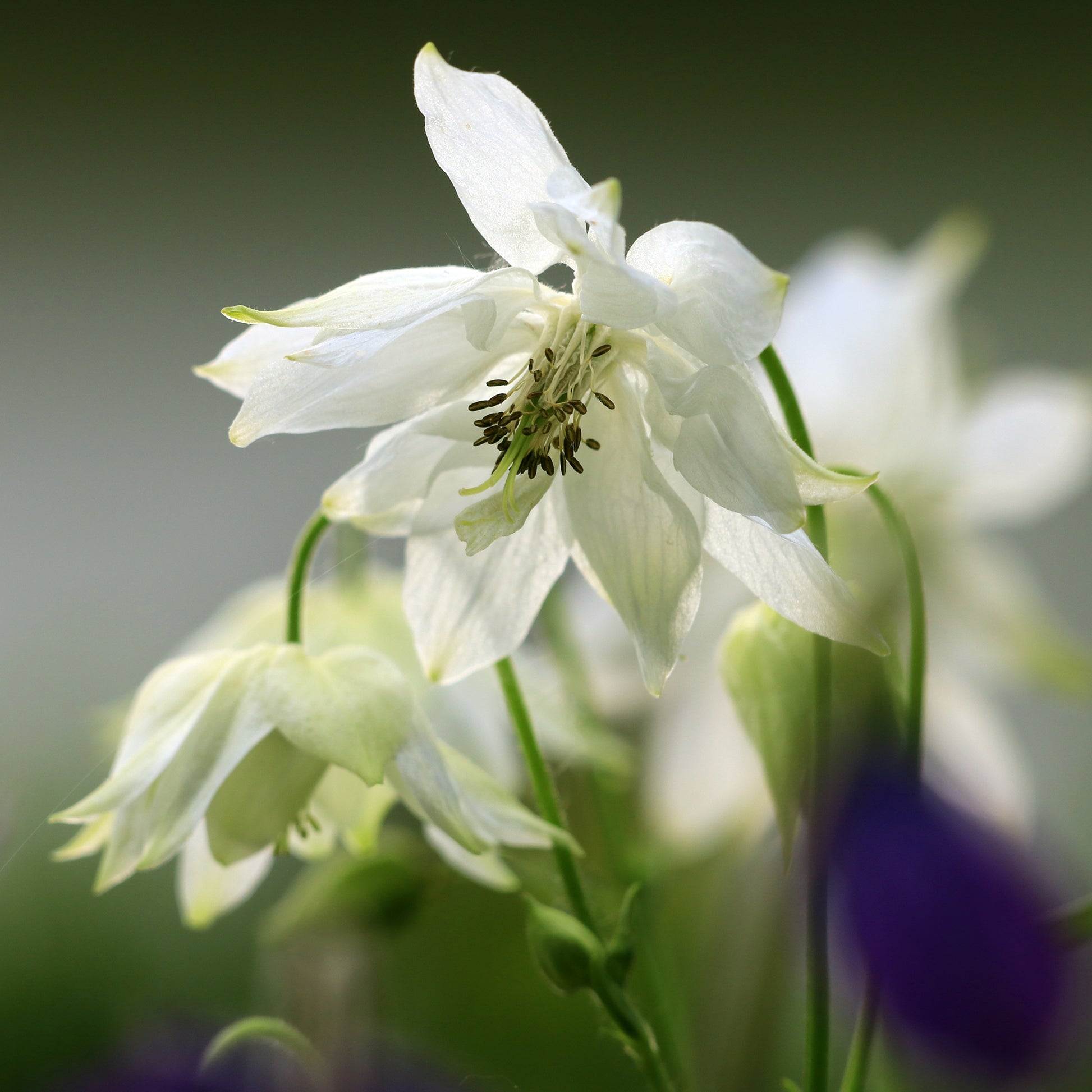 Aquilegia vulgaris stellata Green Apples - Ancolie des jardins Green Apples - Ancolie