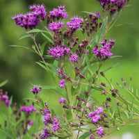 Vernonie Mammuth - Vernonia crinita mammuth - Bakker