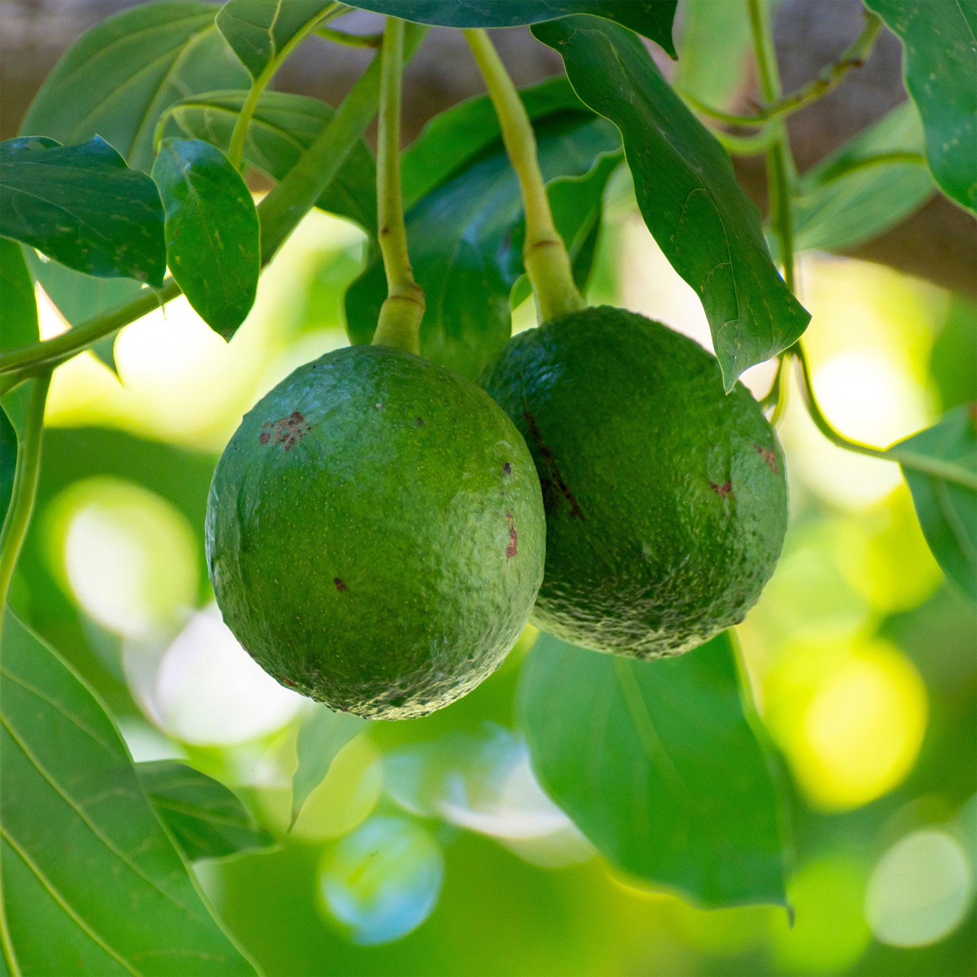 Persea americana var. Bacon (De greffe) - Avocatier Bacon - Fruitiers exotiques