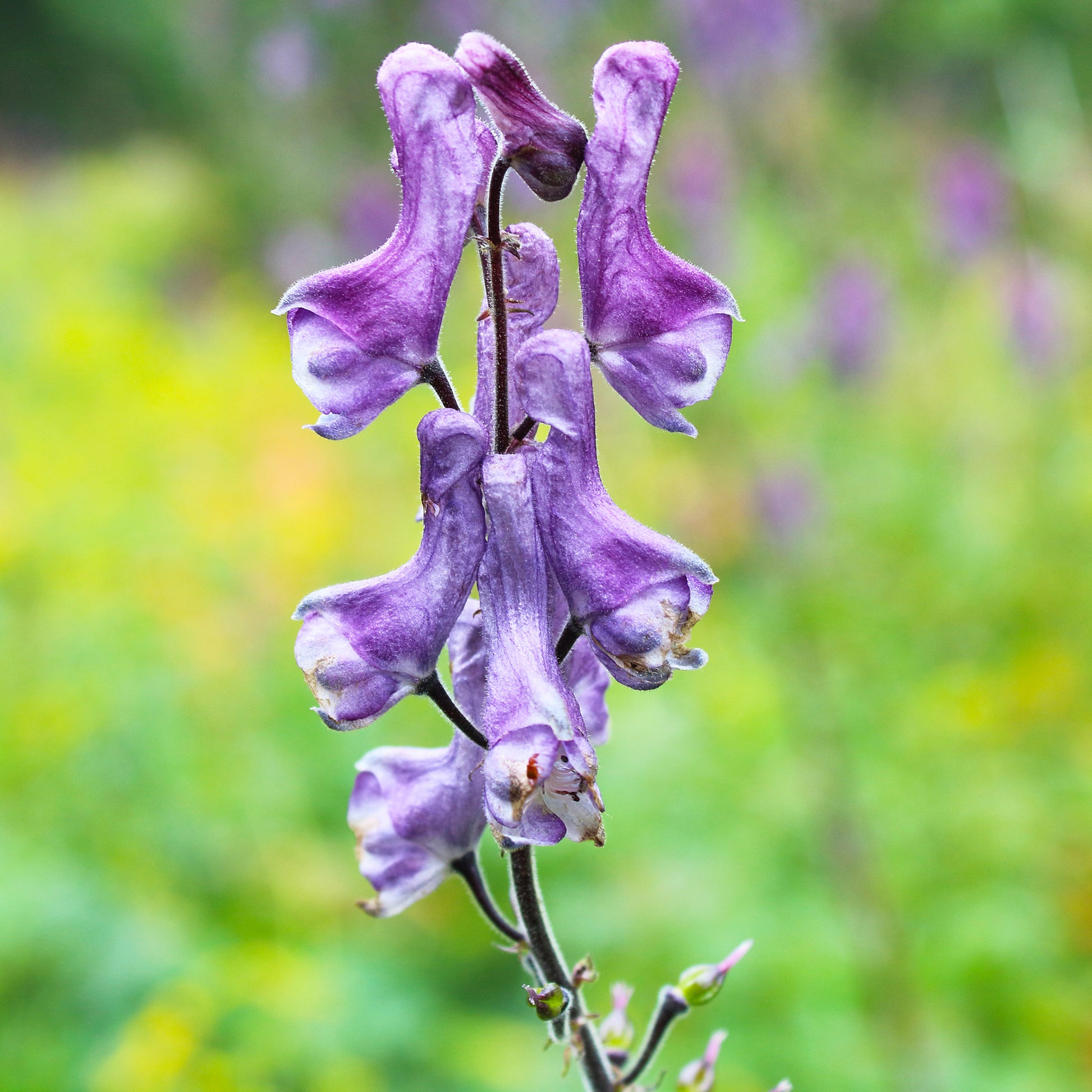 Aconit Blue Sparrow - Aconitum hybride purple sparrow - Bakker