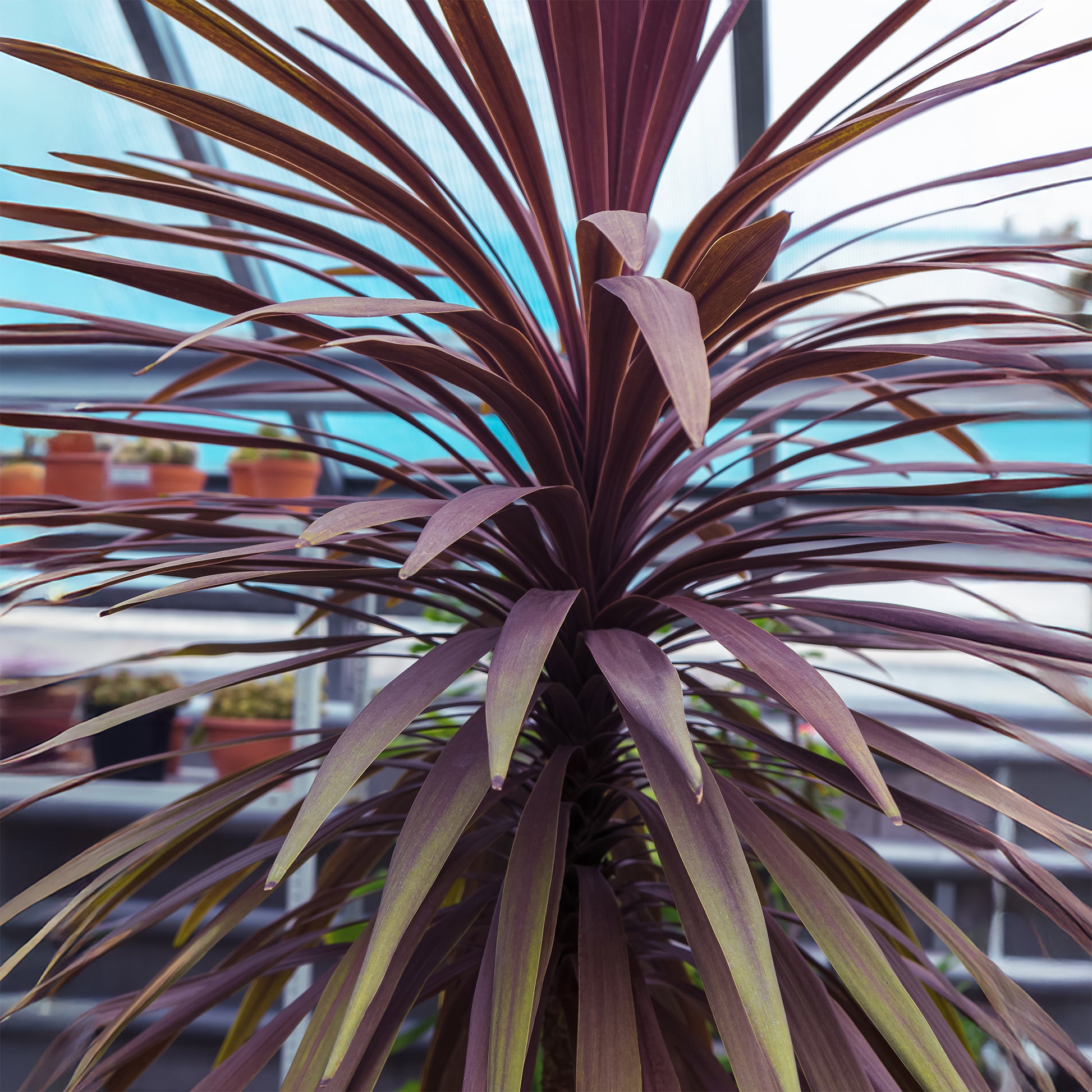 Cordyline australis Choc-Mint® - Cordyline australis Choc-Mint® - Bakker