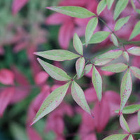 Bambou sacré nain Flirt - Nandina domestica Flirt Murasaki - Bakker