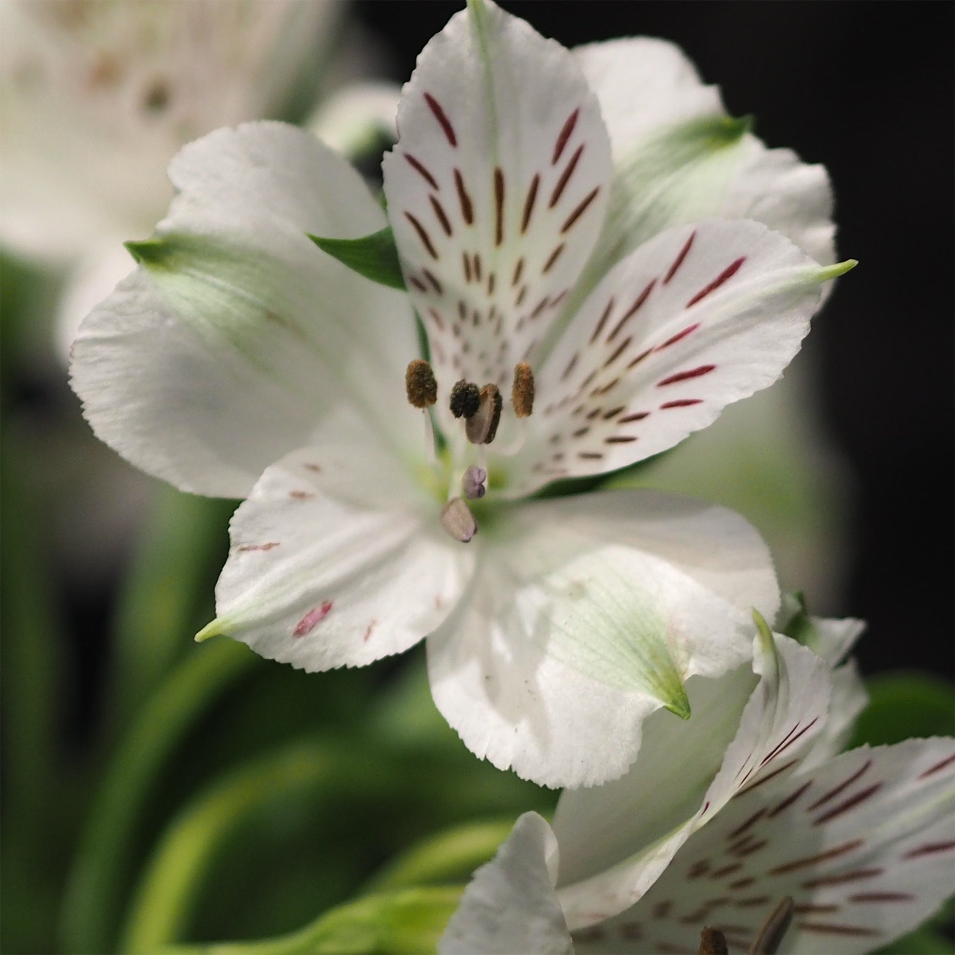 Alstroemeria Majestic Mazé - Lys des Incas - Alstroemères Majestic Mazé ® - Alstroemère - Alstroemeria