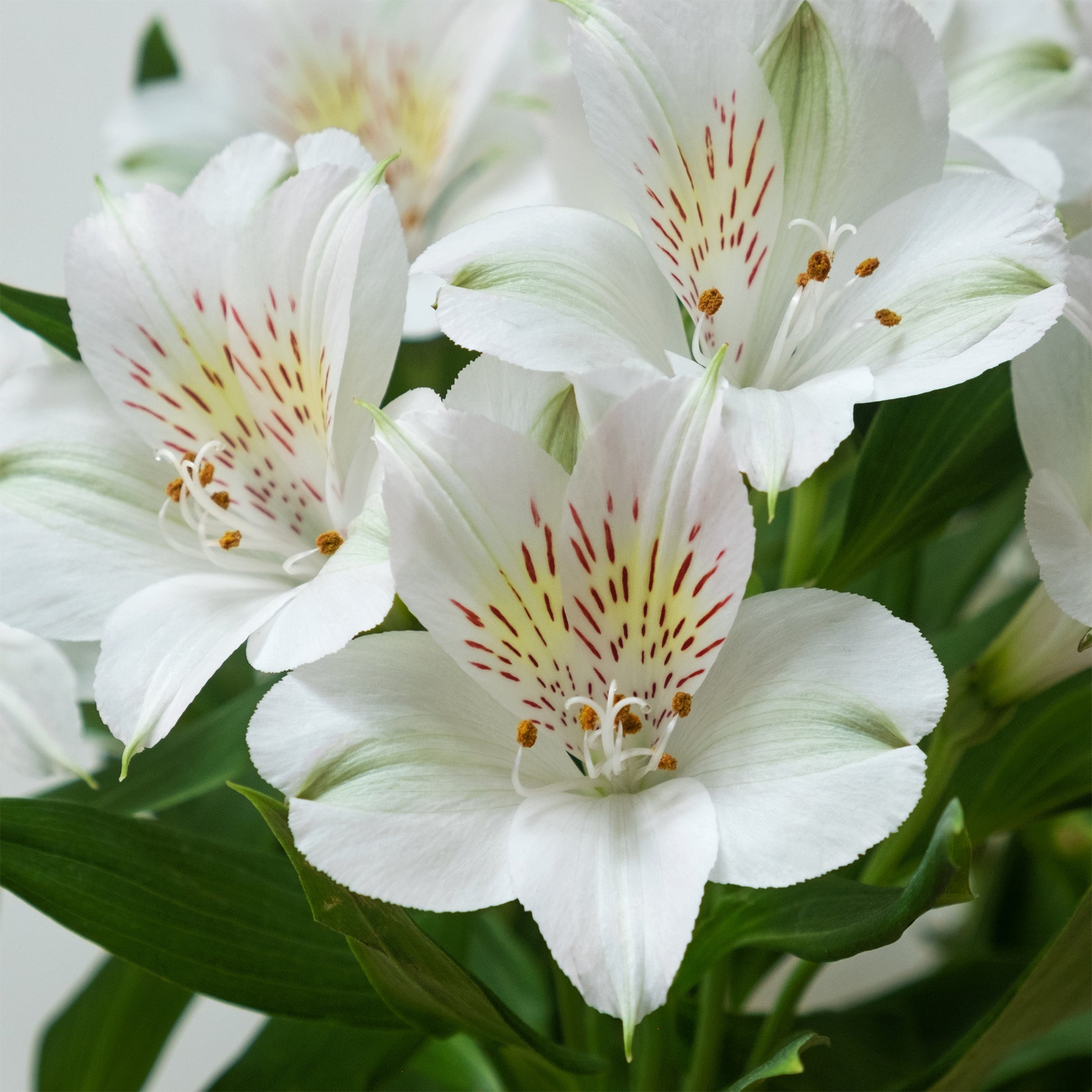 Lys des Incas - Alstroemères Majestic Mazé ® - Alstroemeria Majestic Mazé - Bakker