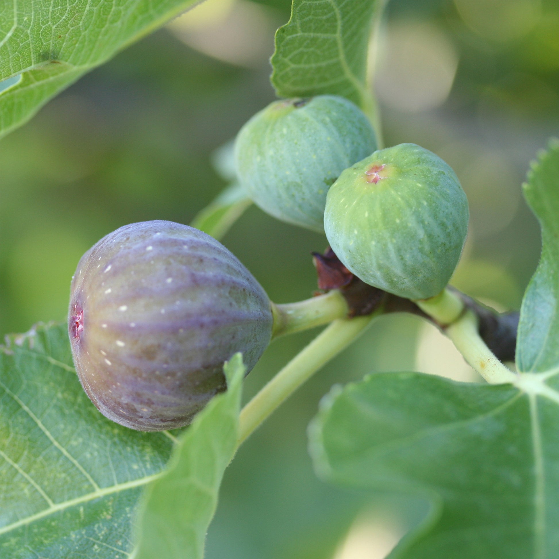 Figuier Rouge de Bordeaux - Ficus carica Rouge de Bordeaux - Bakker