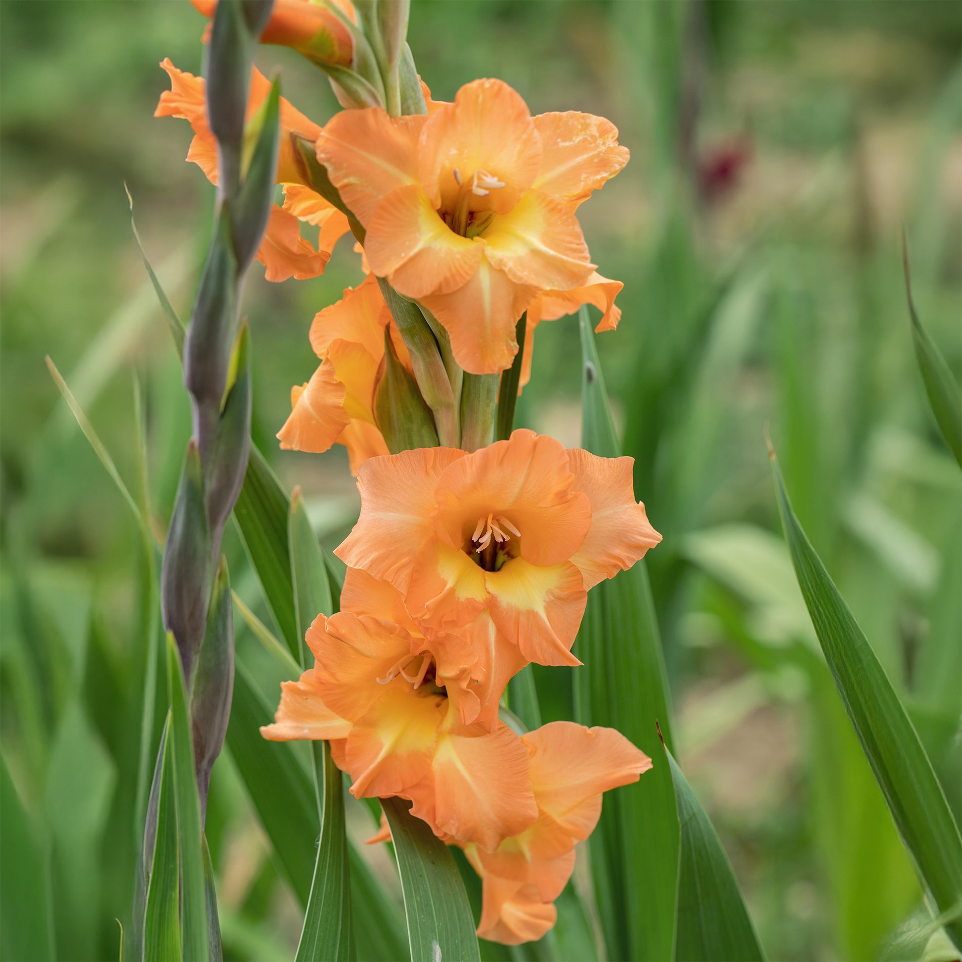 15 Glaïeuls Cornelli - Gladiolus Cornelli - Bakker