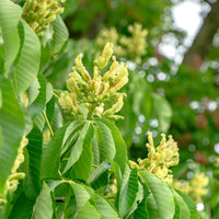 Marronnier Autumn Splendor - Aesculus x arnoldiana Autumn Splendor - Bakker
