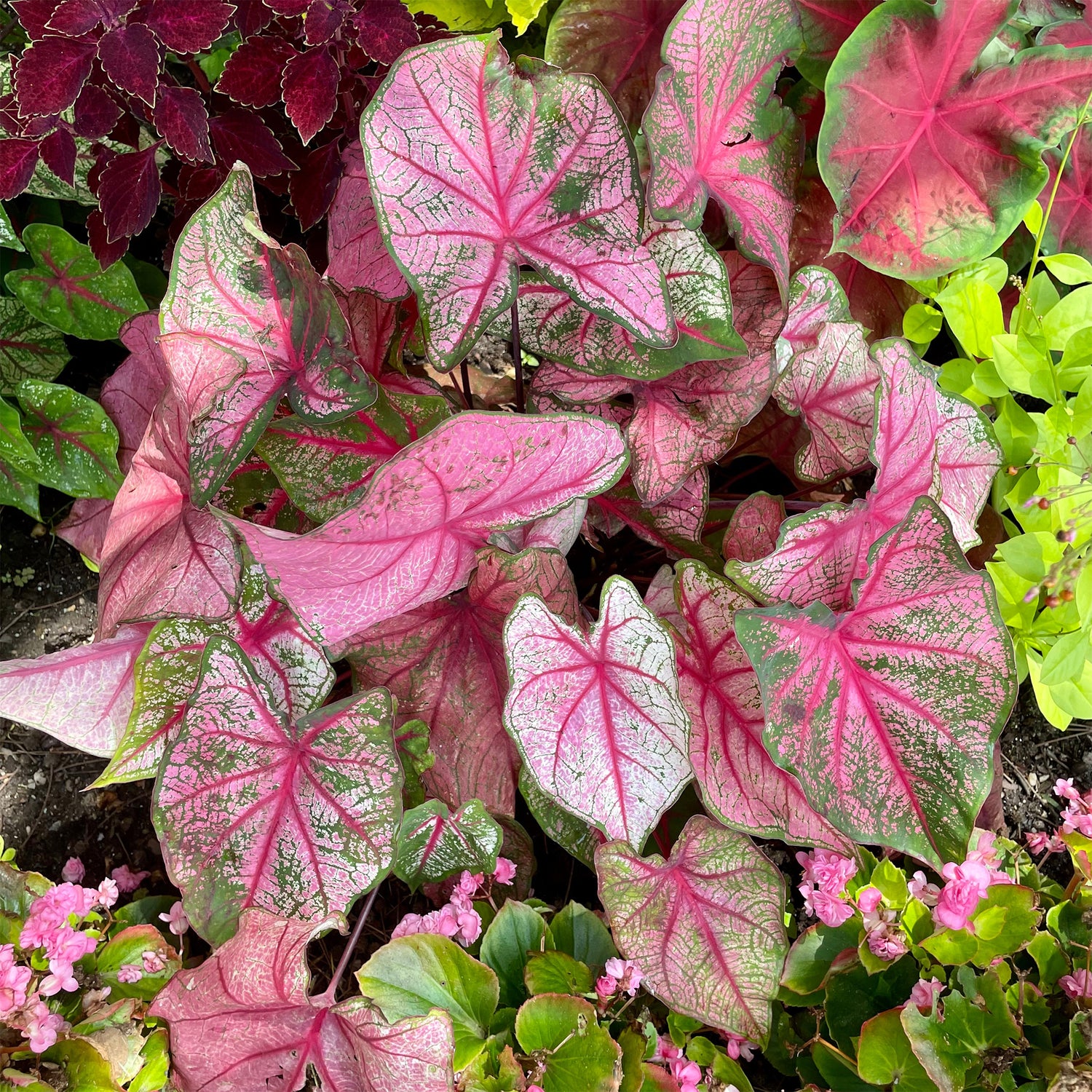 Caladium