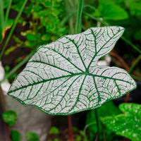 Caladium x hortulanum White Christmas - Caladium White Christmas - 