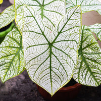 Caladium White Christmas - Caladium x hortulanum White Christmas - Bakker