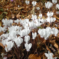Cyclamen hederifolium Album - Cyclamen de Naples blanc - Cyclamen