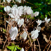 Cyclamen de Naples blanc - Cyclamen hederifolium Album - Bakker