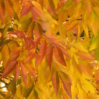 Frêne d'Amérique Skyline - Fraxinus americana Skyline - Bakker