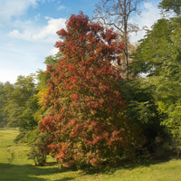 Nyssa sylvatica - Tupélo noir - Nyssa sylvatica - Arbres