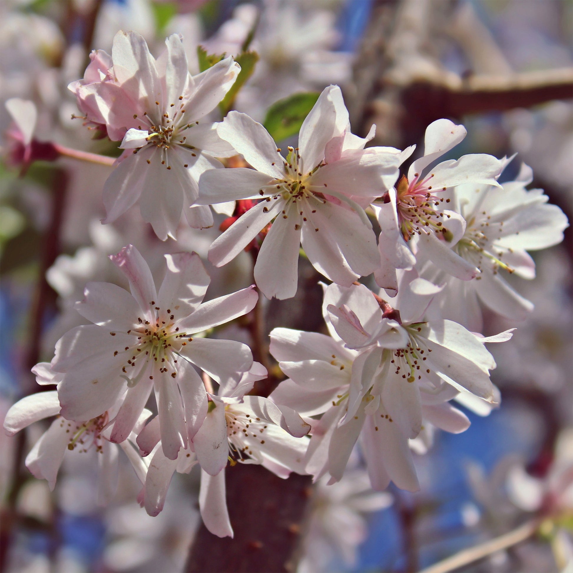 Prunus subhirtella Autumnalis Rosea - Cerisier à fleurs du Japon Autumnalis Rosea - Cerisiers du Japon - Prunus