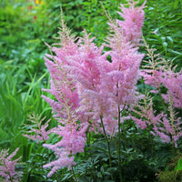 Astilbe d'Arends Anita Pfeifer - Astilbe x arendsii Anita Pfeifer - Bakker
